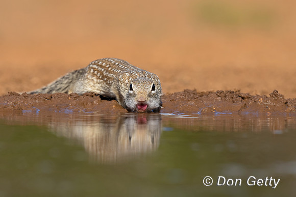 Mexican ground Squirrel