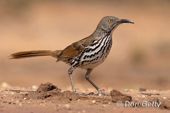 Long-billed Thrasher
