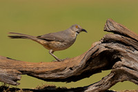 Curve-billed Thrasher