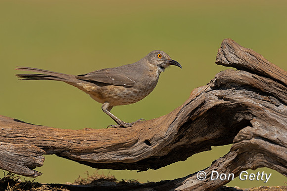 Curve-billed Thrasher