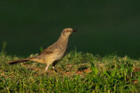 Curve-billed Thrasher