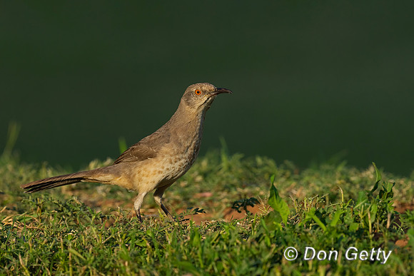 Curve-billed Thrasher