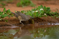 Curve-billed Thrasher