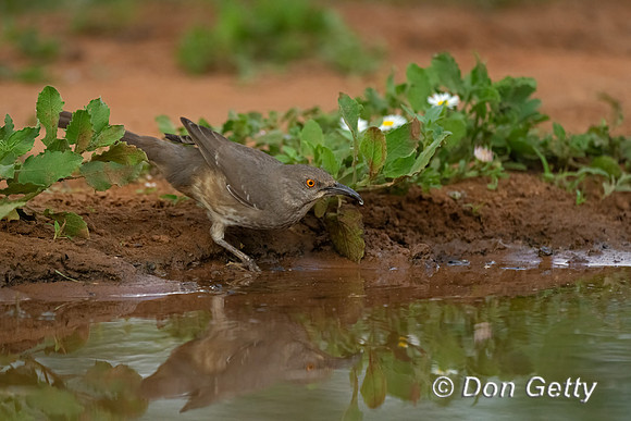Curve-billed Thrasher