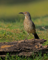 Curve-billed Thrasher