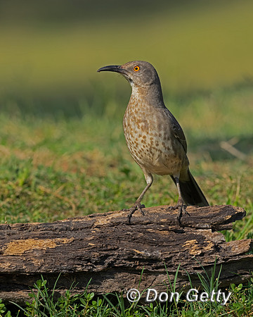 Curve-billed Thrasher