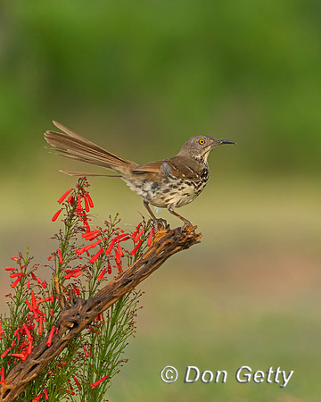 Long-billed Thrasher
