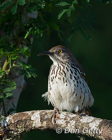 Long-billed Thrasher