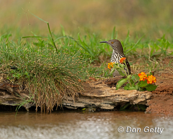 Long-billed Thrasher