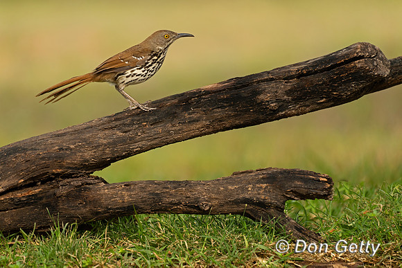 Long-billed Thrasher
