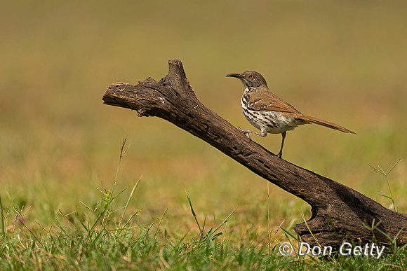 Long-billed Thrasher