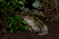 Hurter's Spadefoot Toad