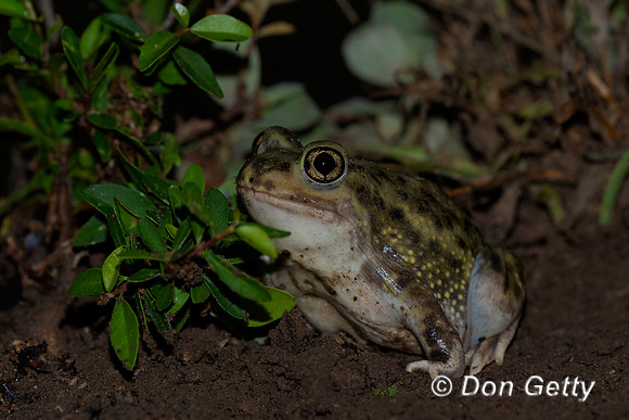 Hurter's Spadefoot Toad