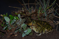 Hurter's Spadefoot Toad