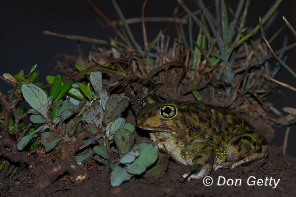 Hurter's Spadefoot Toad