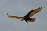 Turkey Vulture
