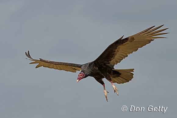 Turkey Vulture