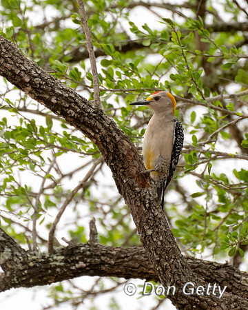 Golden-fronted Woodpecker