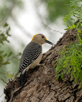 Golden-fronted Woodpecker