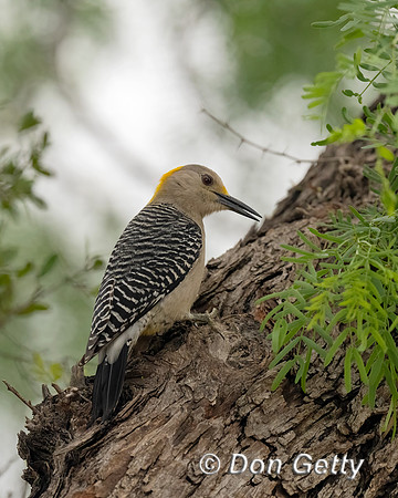 Golden-fronted Woodpecker