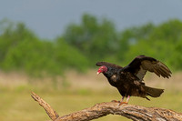 Turkey Vulture