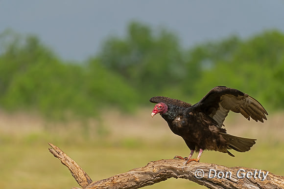 Turkey Vulture