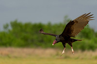 Turkey Vulture
