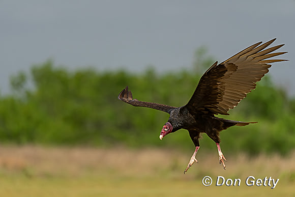 Turkey Vulture