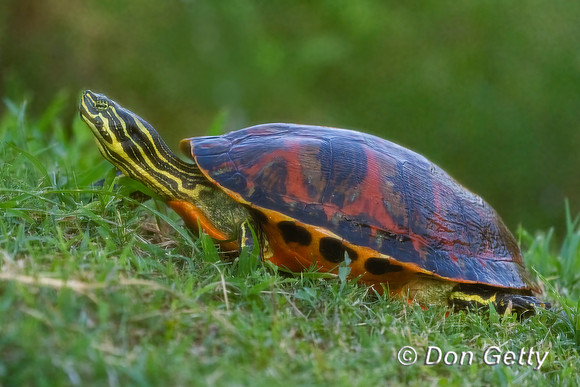 Painted Turtle