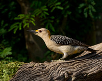 Golden-fronted Woodpecker