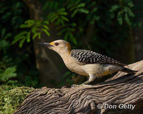 Golden-fronted Woodpecker