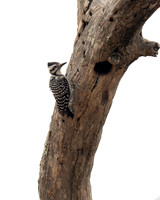 Ladder-backed Woodpecker