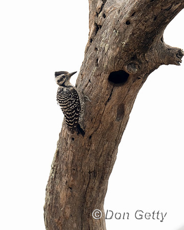 Ladder-backed Woodpecker
