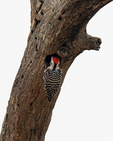 Ladder-backed Woodpecker
