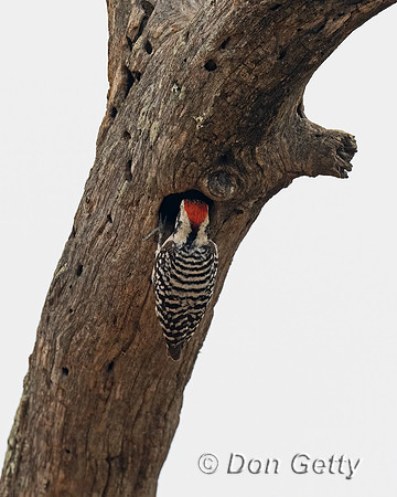 Ladder-backed Woodpecker