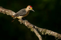 Golden-fronted Woodpecker