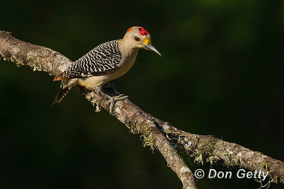 Golden-fronted Woodpecker