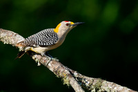 Golden-fronted Woodpecker