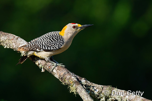 Golden-fronted Woodpecker