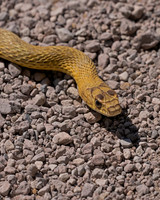 Western Coachwhip