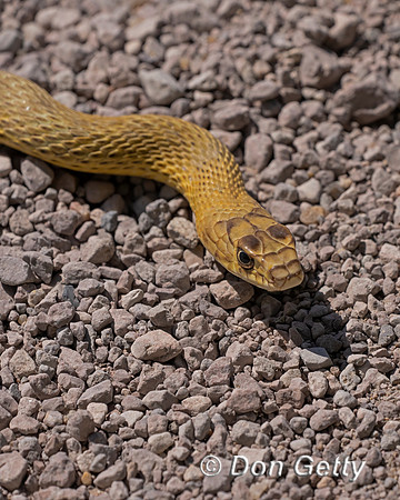 Western Coachwhip