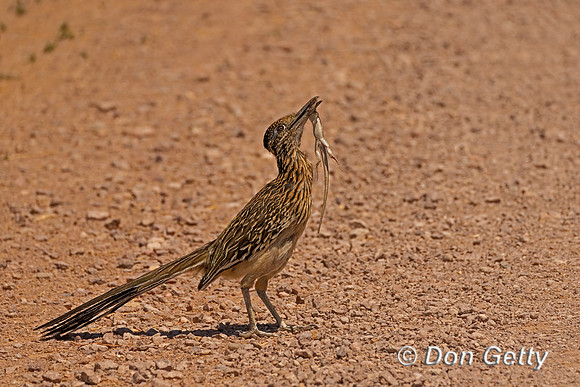 Greater Roadrunner