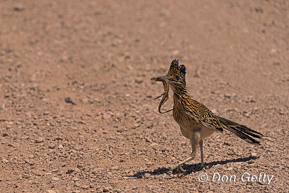 Greater Roadrunner