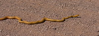 Western Coachwhip