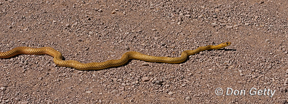Western Coachwhip