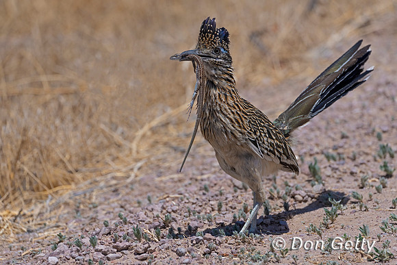 Greater Roadrunner