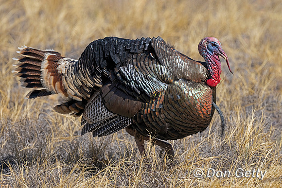 Wild Turkey