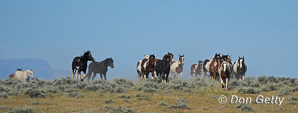 Mustang