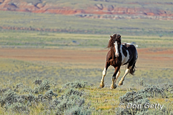 Mustang