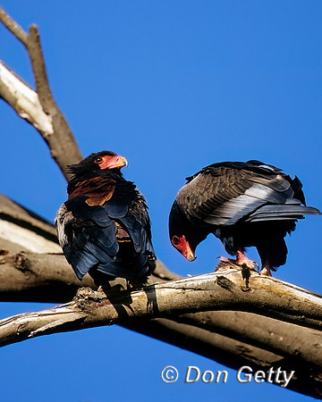 Bateleur